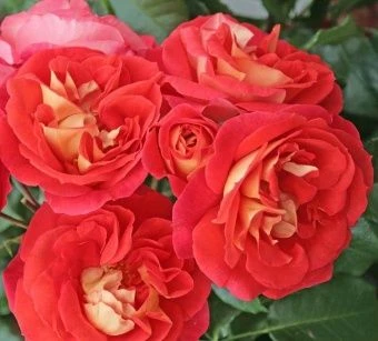 00043473_Роза Гебрюдер Гримм флорибунда (Татарстан