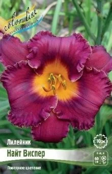 Hemerocallis Night Whispers