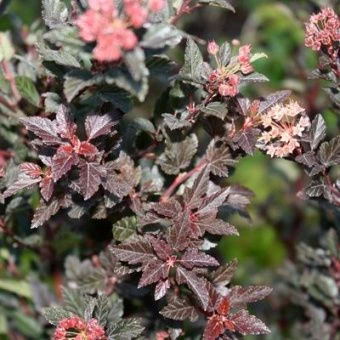 puzireplodnik_kalinolist_little_devil