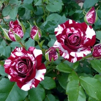 roza-flesh-najt-sprej