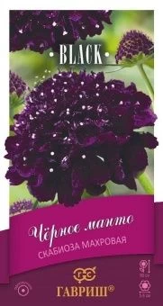 00017764_Скабиоза пурпурная Черное манто серия Блэ