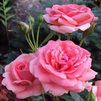 00032985_Роза Кимоно флорибунда (Татарстан Розариу