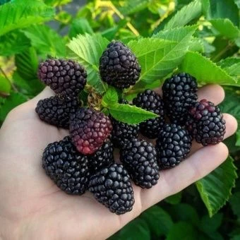 00038114_Ежевика Натчез (Поиск)