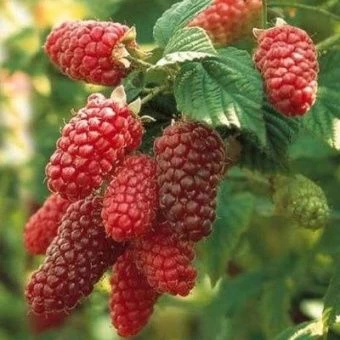 ejemalina_teiberry_medana