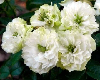 Роза_Грин_Айс (1)