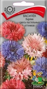 00041055_Василёк Карлик смесь пастельных оттенков 