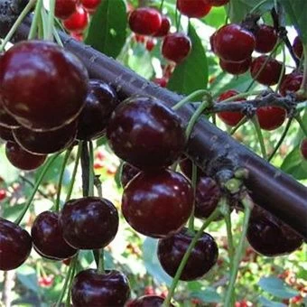 vishnya_duk_ivanovna