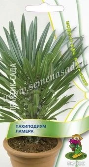 Пахиподиум Ламера (ПОИСК)