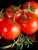 00005059_Томат Щелковский ранний 0,1г (НК) 00005059_Томат Щелковский ранний 0,1г (НК)