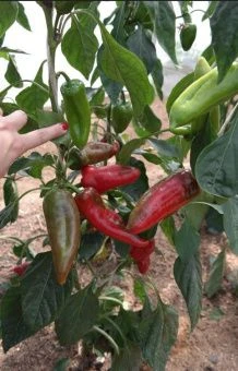 Перец Аристократ 0.15г (Агрос) 1