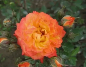 Снимок экрана 2025-10-10 134521