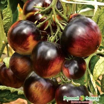 00041288_Томат Черничный пломбир 10шт (НК)