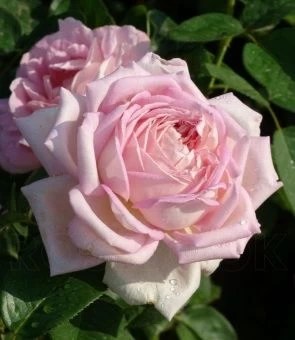 98c0483796d736212df97cddd0b73519