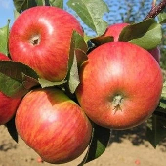 00038167_Яблоня Конфетное (ПОИСК)