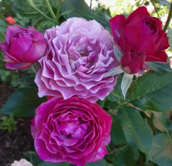 Снимок экрана 2025-10-13 150809