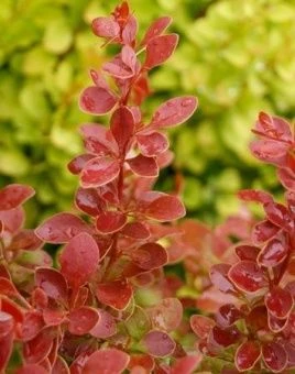 Berberis thunbergii Coral
