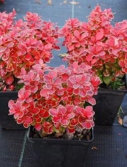 Berberis thunbergii Red Hot Chili