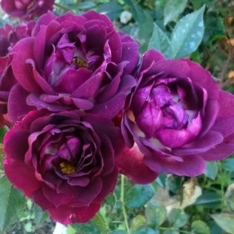 00043447_Роза Даймонд Айс миниатюрная (Татарстан Р