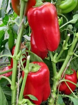 00032064_Перец Александрит (Агросемтомс)