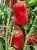 00032064_Перец Александрит (Агросемтомс) 00032064_Перец Александрит (Агросемтомс)