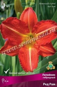 00037959_Лилейник гибридный Ред Рам (ПОИСК)