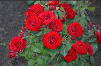 mini_торнадо1