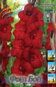 00036825_Гладиолус Фэт Бой 10шт (КолорЛайн)