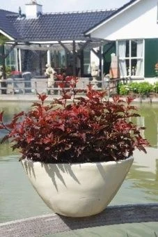 Physocarpus opulifolius Little Angel 1