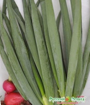 00029455_Лук батун Русский Зимний (НК)