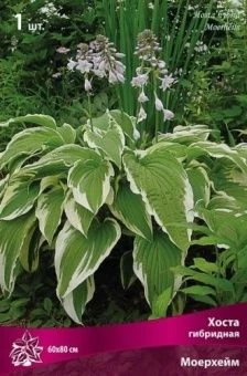 hosta_gibrid_moerheim_kaper