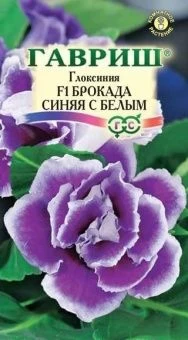Глоксиния Брокада синяя с белым (Гавриш)