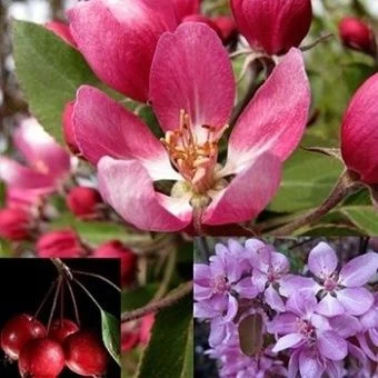 yablonya_dekorativ_makoveckogo