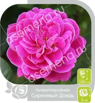 00016336_Роза Сиреневый Дождь почвопокровная в кор