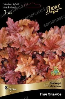 geihera_gibrid_pich_flambe_kaper