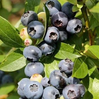 golubika-vysokoroslaya-reka-sazhentsy-3-1000x1000