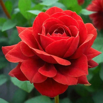 df14dbc6cd861333f891f295222c2bc5