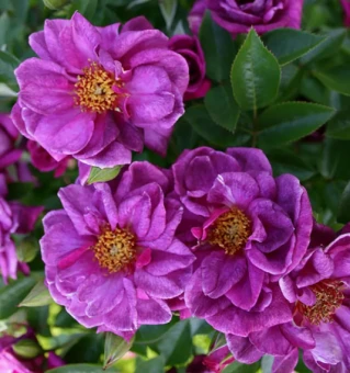 Снимок экрана 2025-10-13 110350