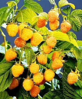 9908da1e6ef811e4983f5404a66e5499_c78fadcc589011ea90ee0019cbd734ac