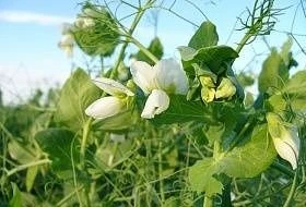 Горох как сидерат - один из лучших органических удобрений!