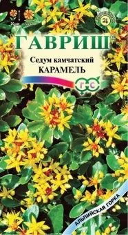 00012571_Седум Карамель (Гавриш)