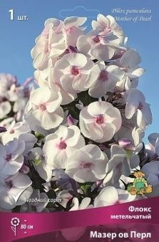 phlox mazer of pearl 21