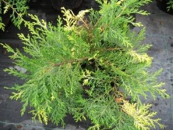 Microbiota decussata Goldspot