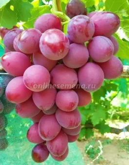 Снимок экрана 2025-12-17 134438