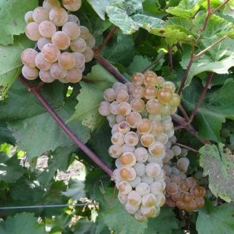 vinograd_plodoviy_podarok_magaracha