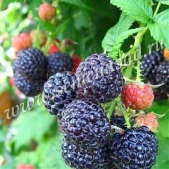 00038127_Малина Кумберленд (ПОИСК)