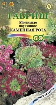 00008428_Молодило Каменная Роза (Гавриш)