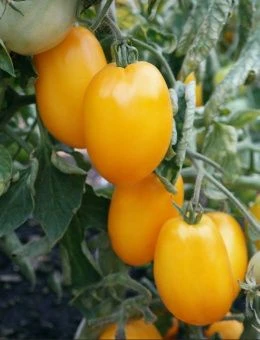 Томат Буян желтый 0.08г (Агрос) 1