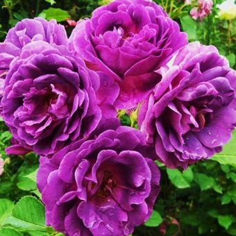 5099_roza_floribunda_minerva_003-1000x1000