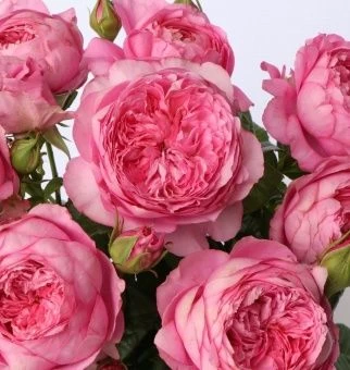 ecb1f91c6c2acbd24b8b33df3d2a05da