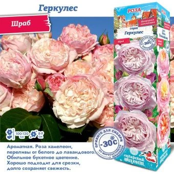 yrx2s5pmdwmjl41acgsrcmun44f5qgfn